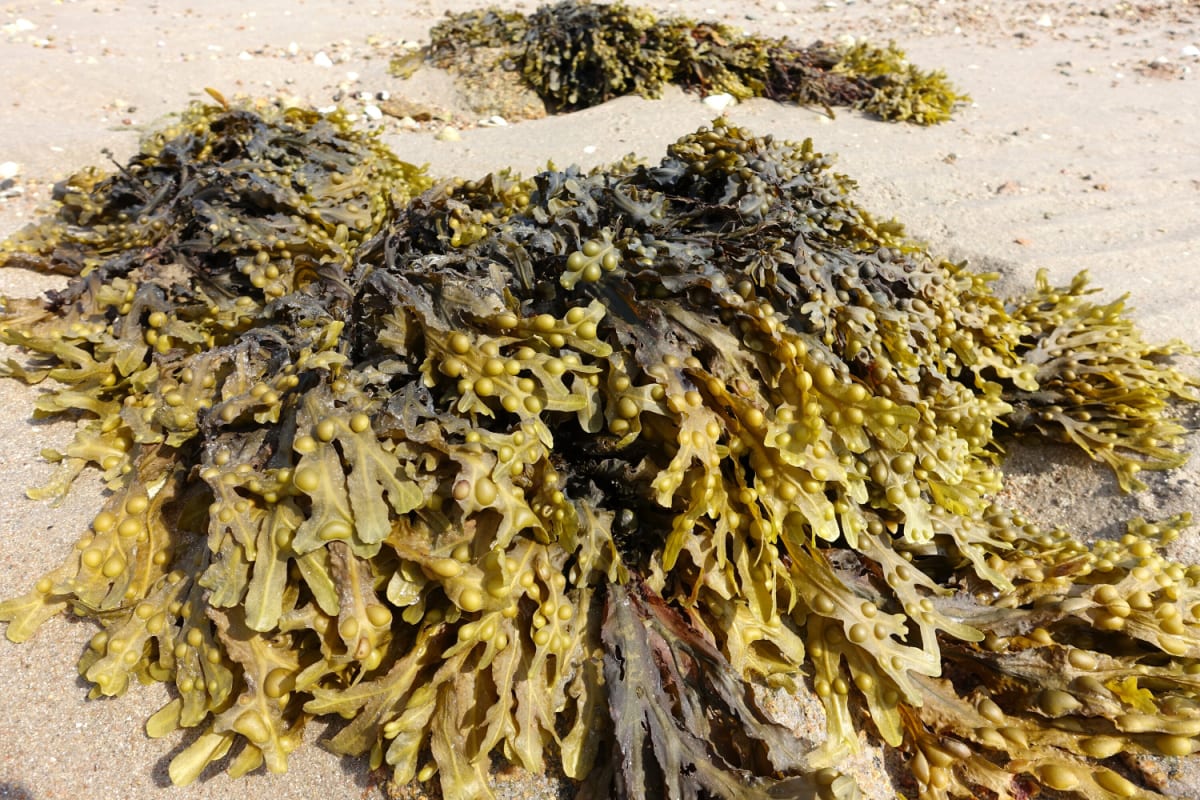 Top 10 Bladderwrack Benefits for Health Healthier Steps