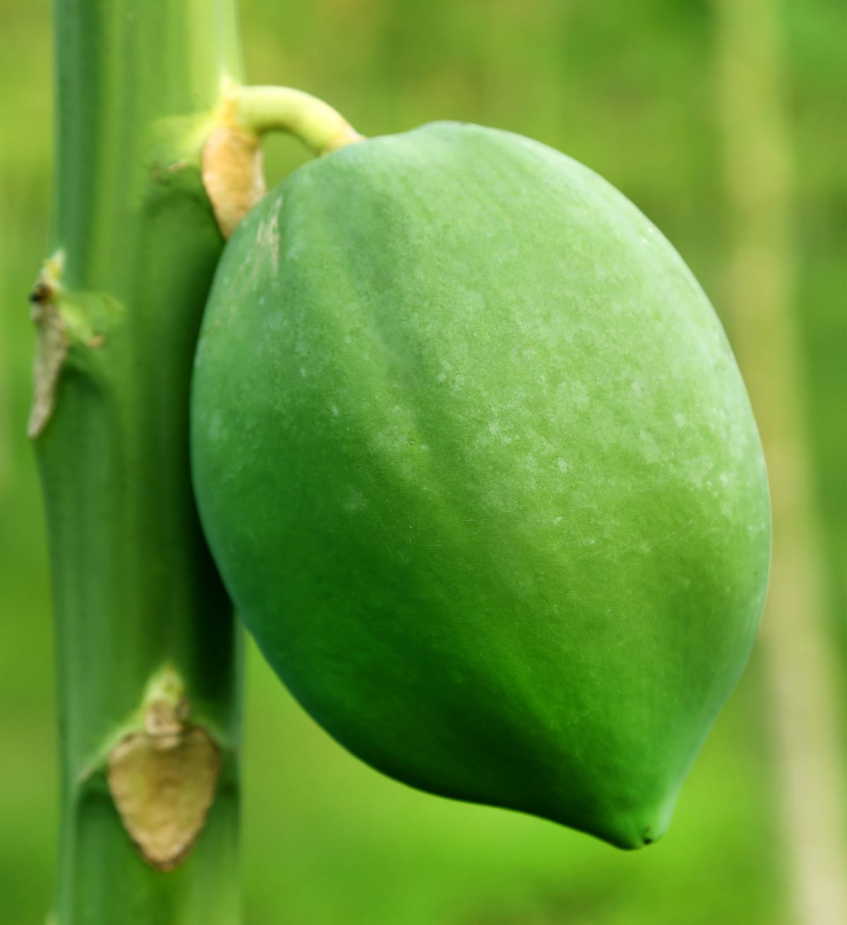 Green Papaya Healthier Steps