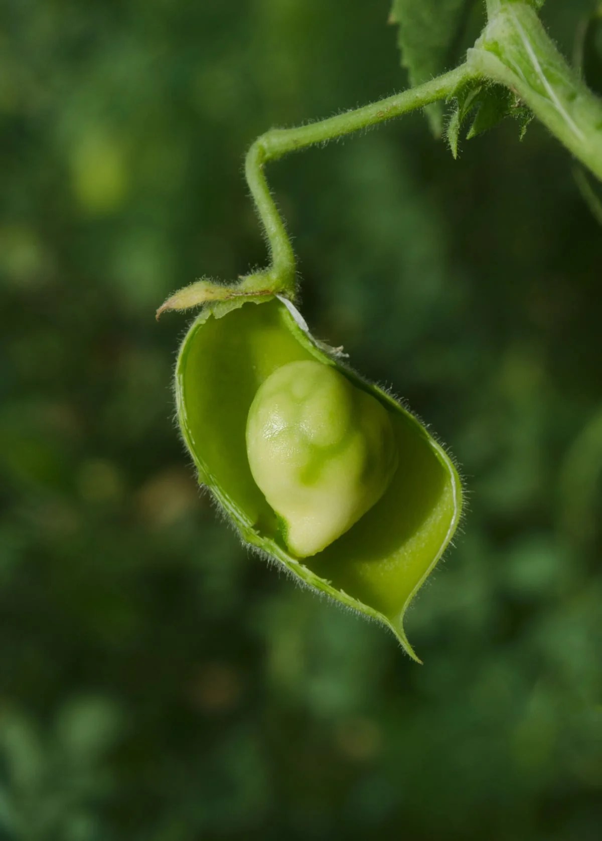 Green Chickpeas Healthier Steps