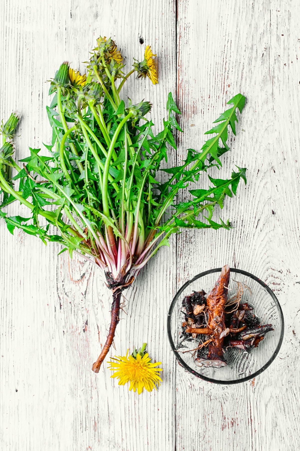 Benefits of Dandelion Healthier Steps