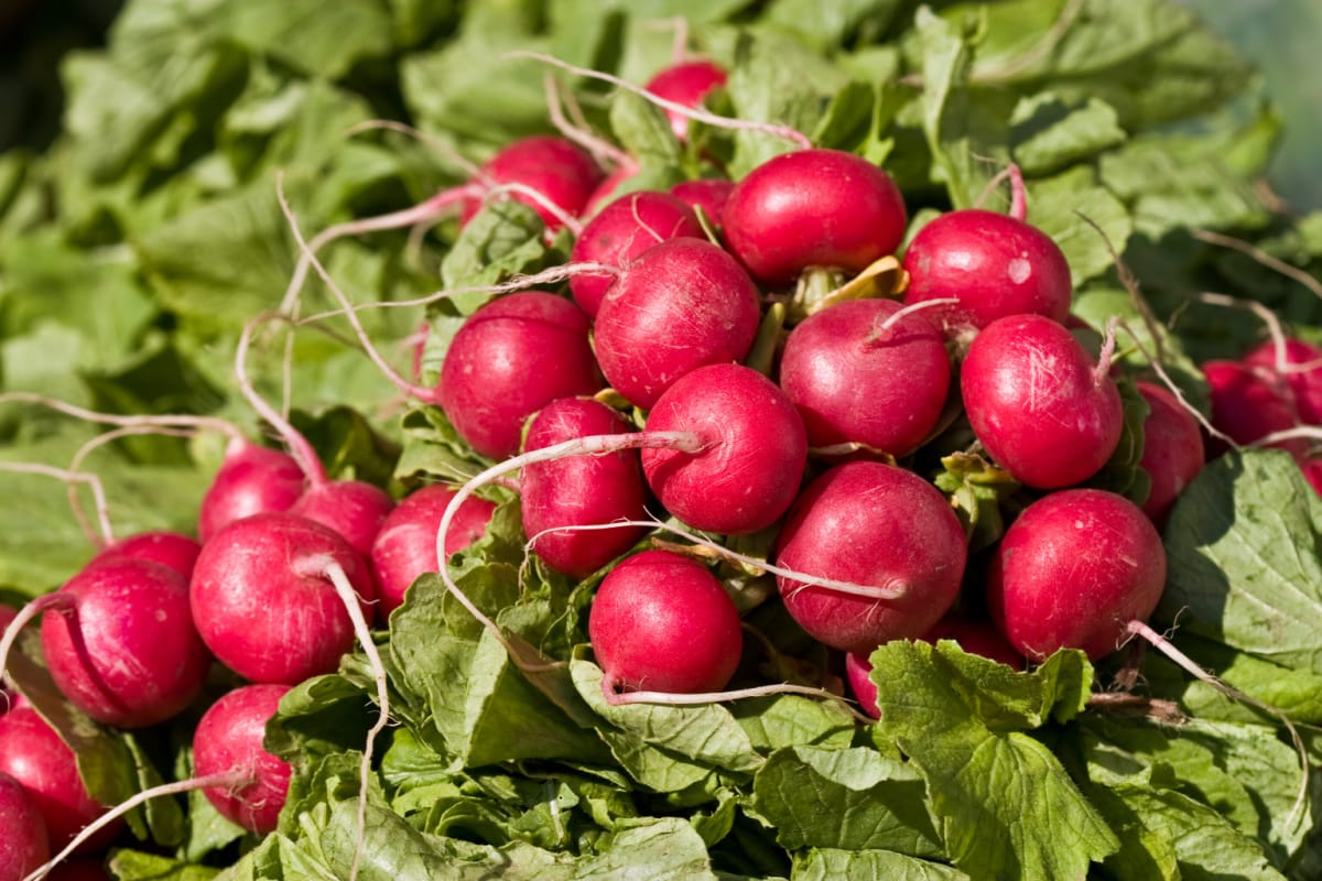 10 Healthiest Root Vegetables Healthier Steps