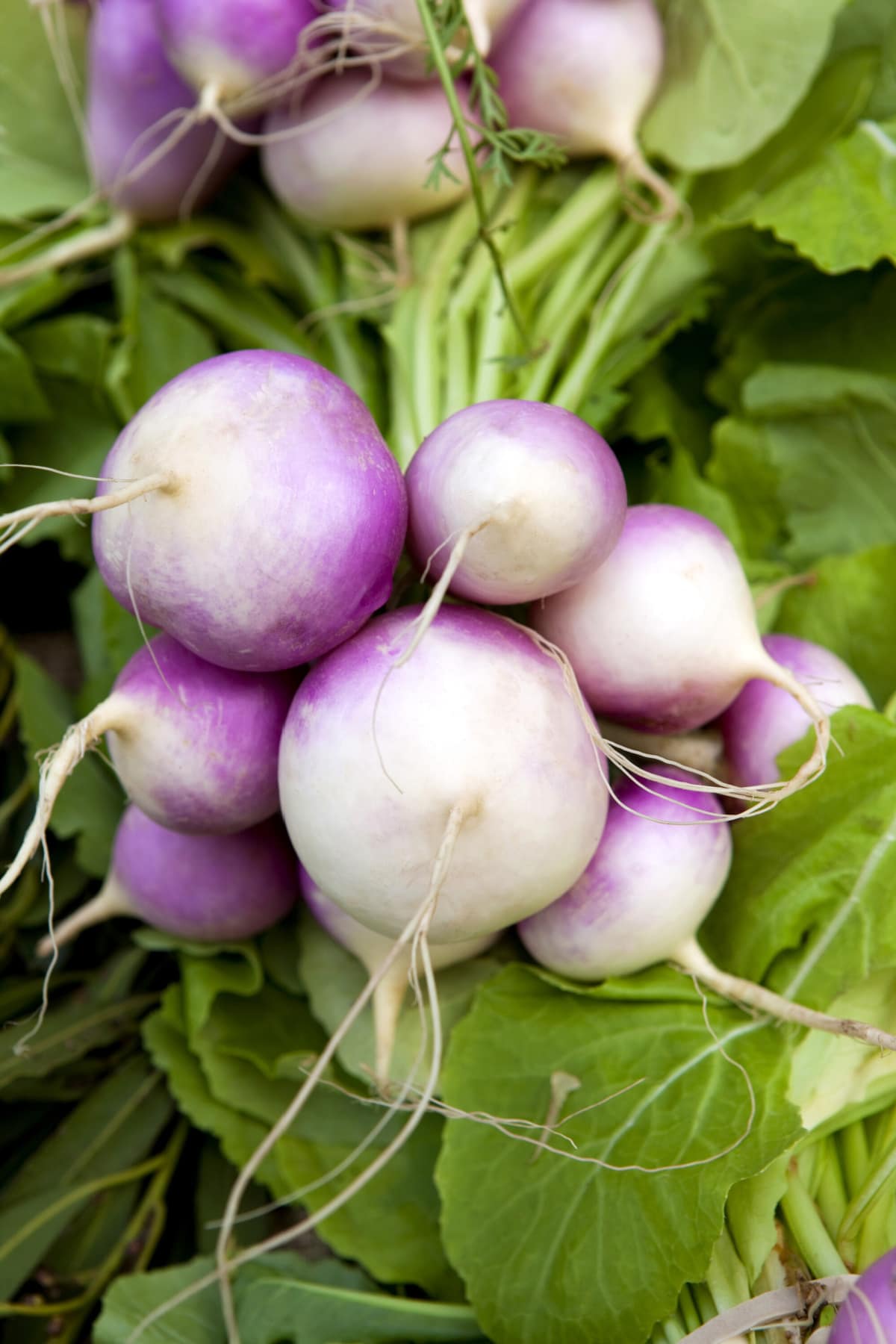 Are Turnips Good For You? Healthier Steps