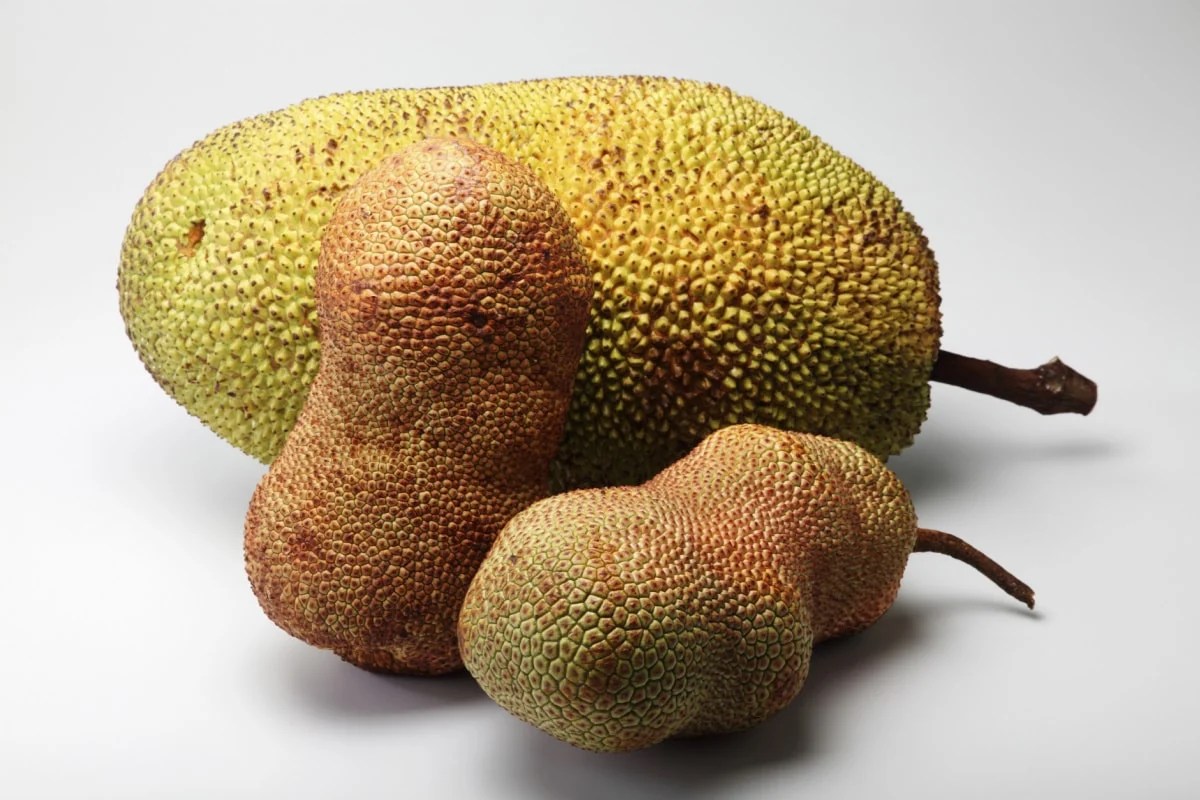 How To Tell If Jackfruit Is Ripe? Healthier Steps