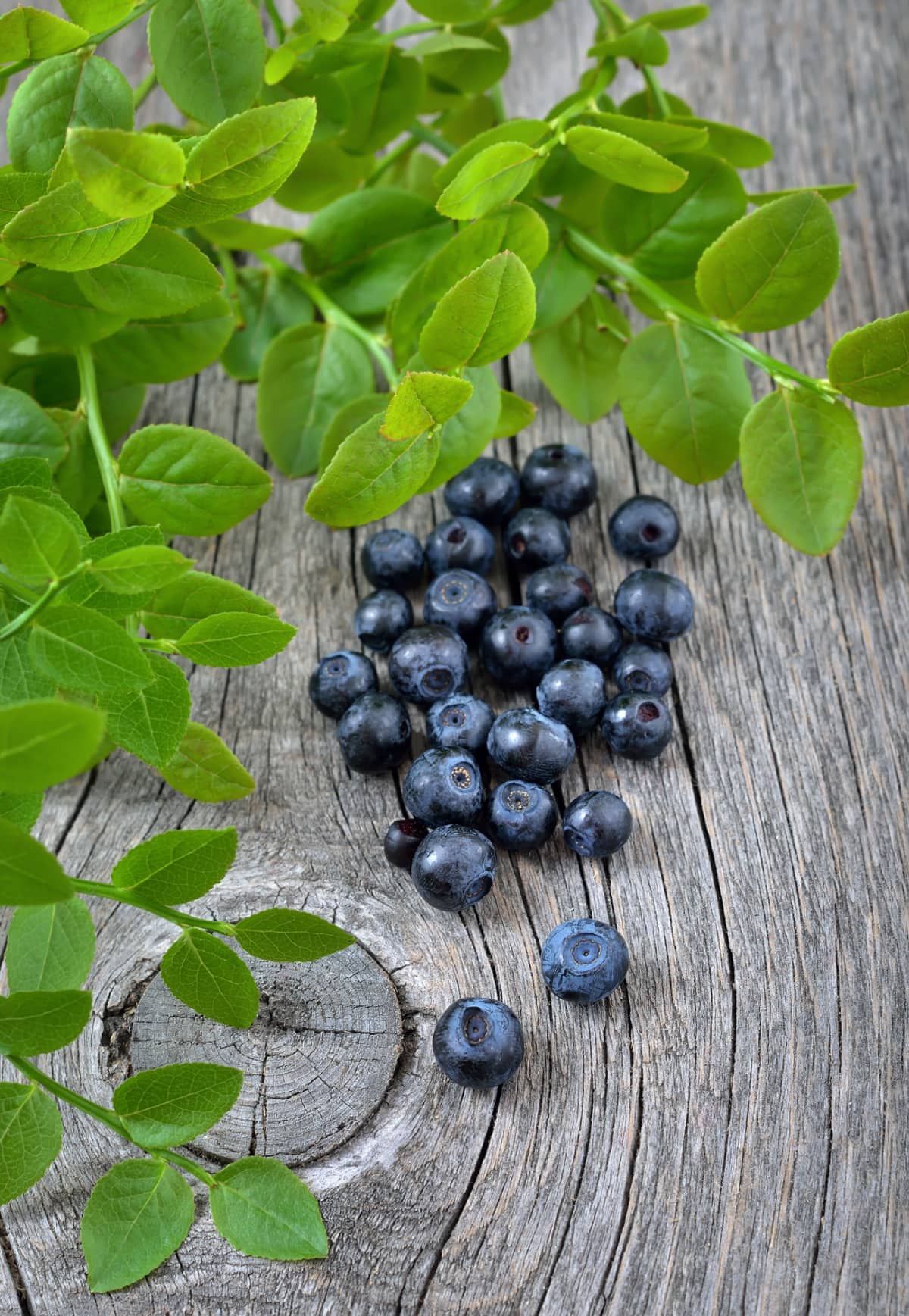 Bilberry Benefits Healthier Steps
