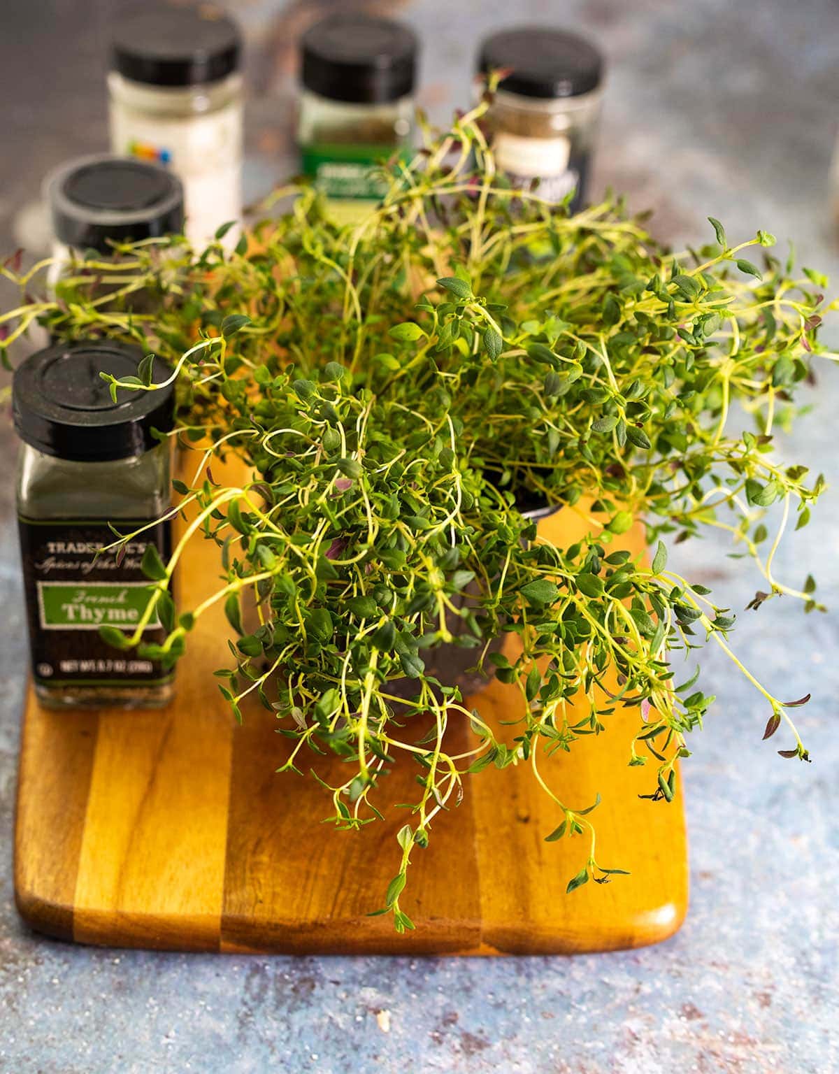 Can Dogs Eat Thyme? Healthier Steps