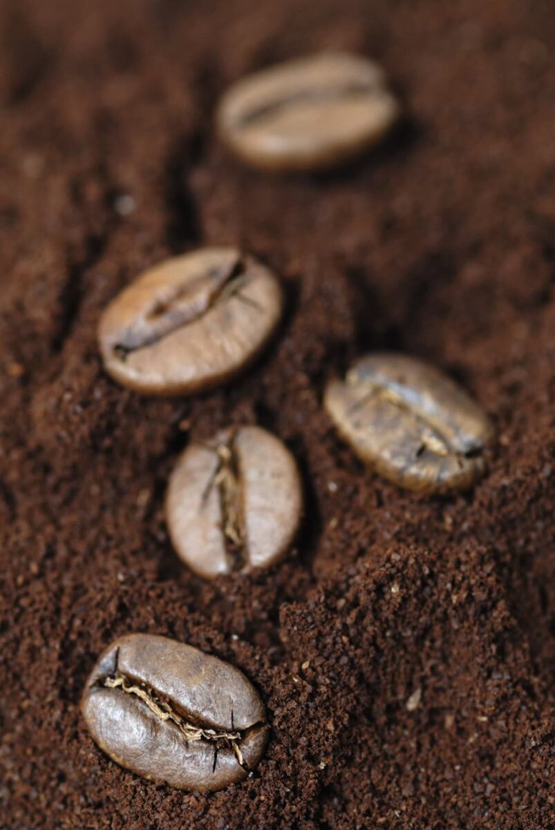 Coffee Grounds Compost Healthier Steps