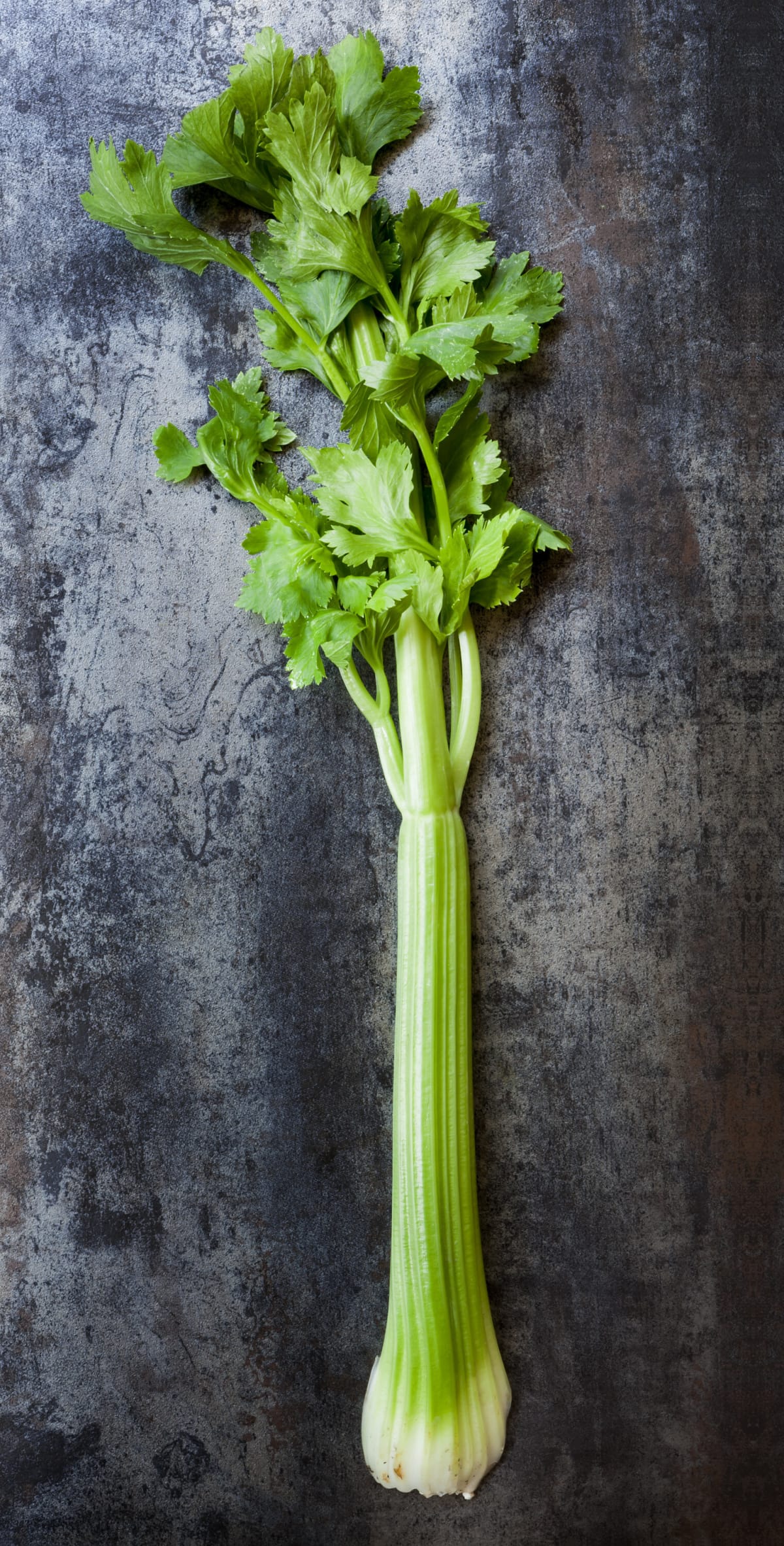 How to Grow Celery Healthier Steps