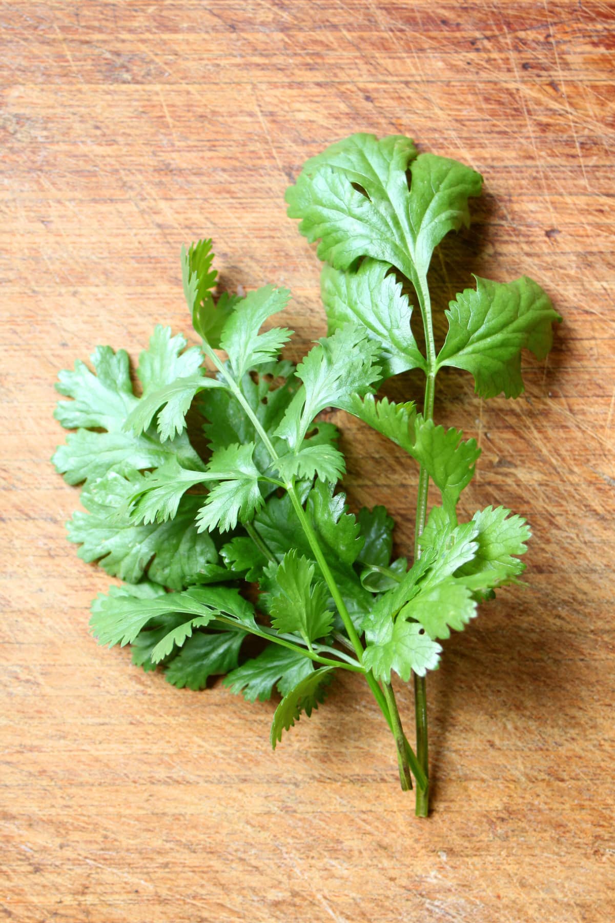 How To Store Fresh Cilantro Healthier Steps