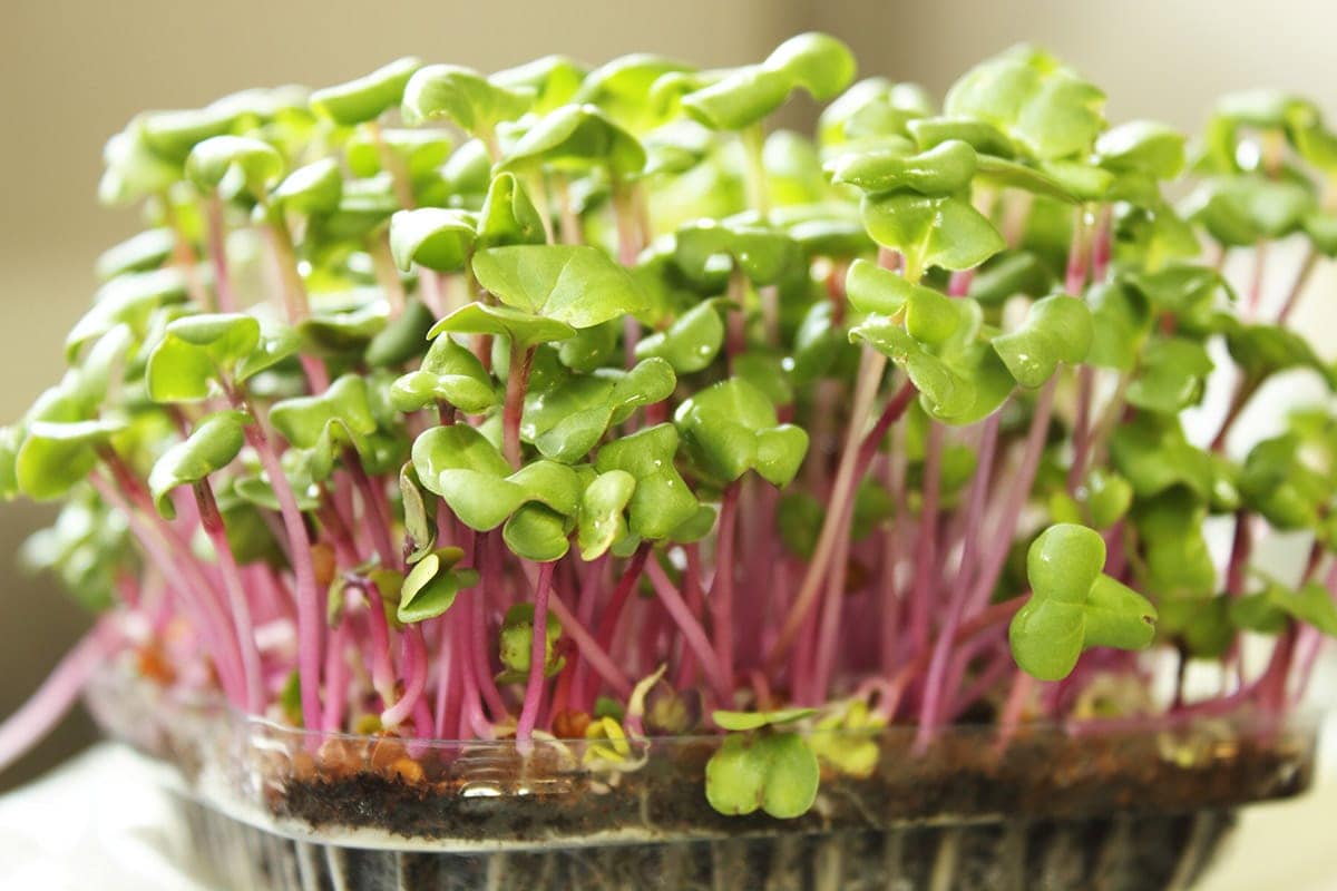 Broccoli Microgreens All You Need to Know Healthier Steps