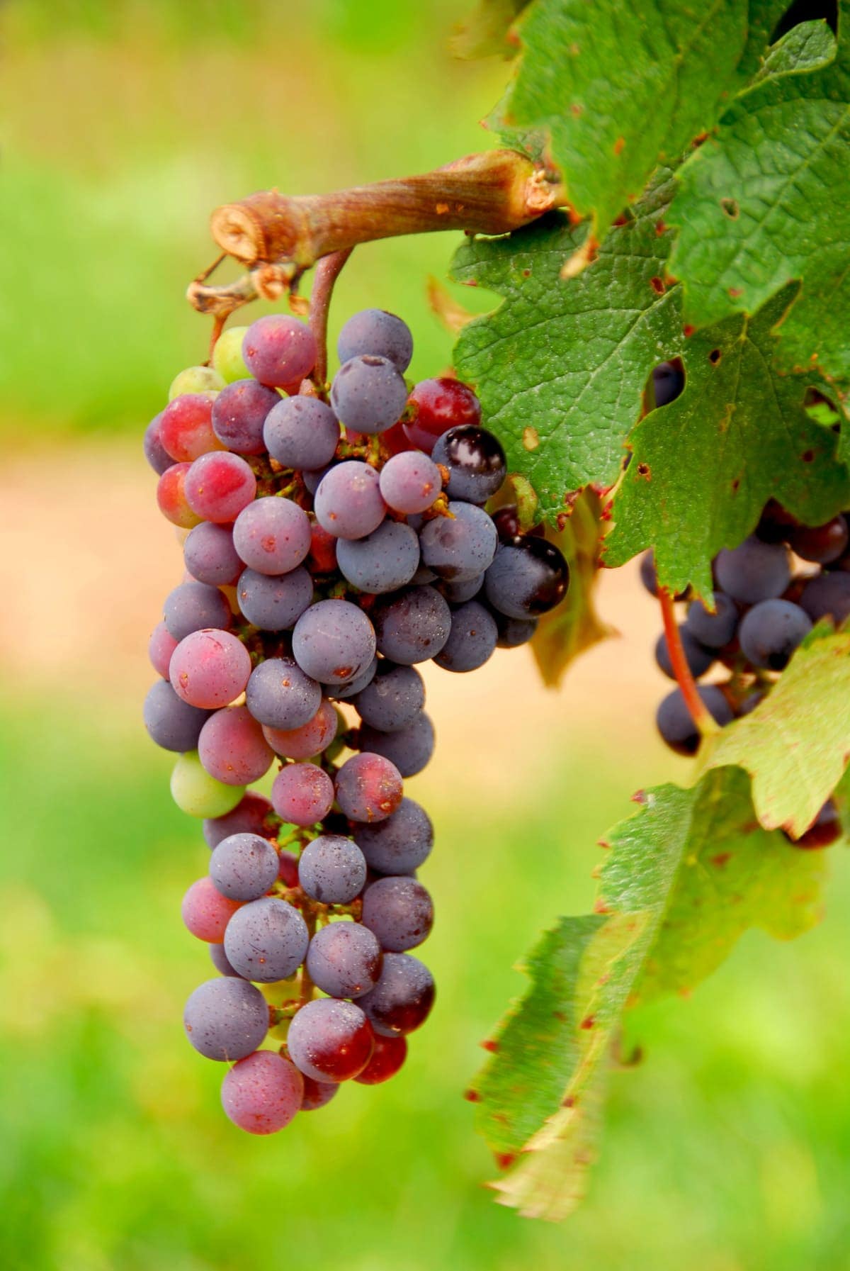 10+ Health Benefits of Grapes Healthier Steps