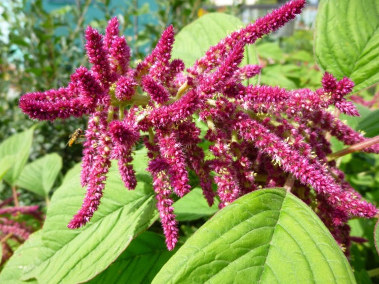 Health Benefits of Amaranth Healthier Steps