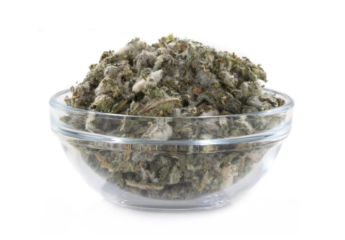 15 Benefits of Mullein Tea Healthier Steps