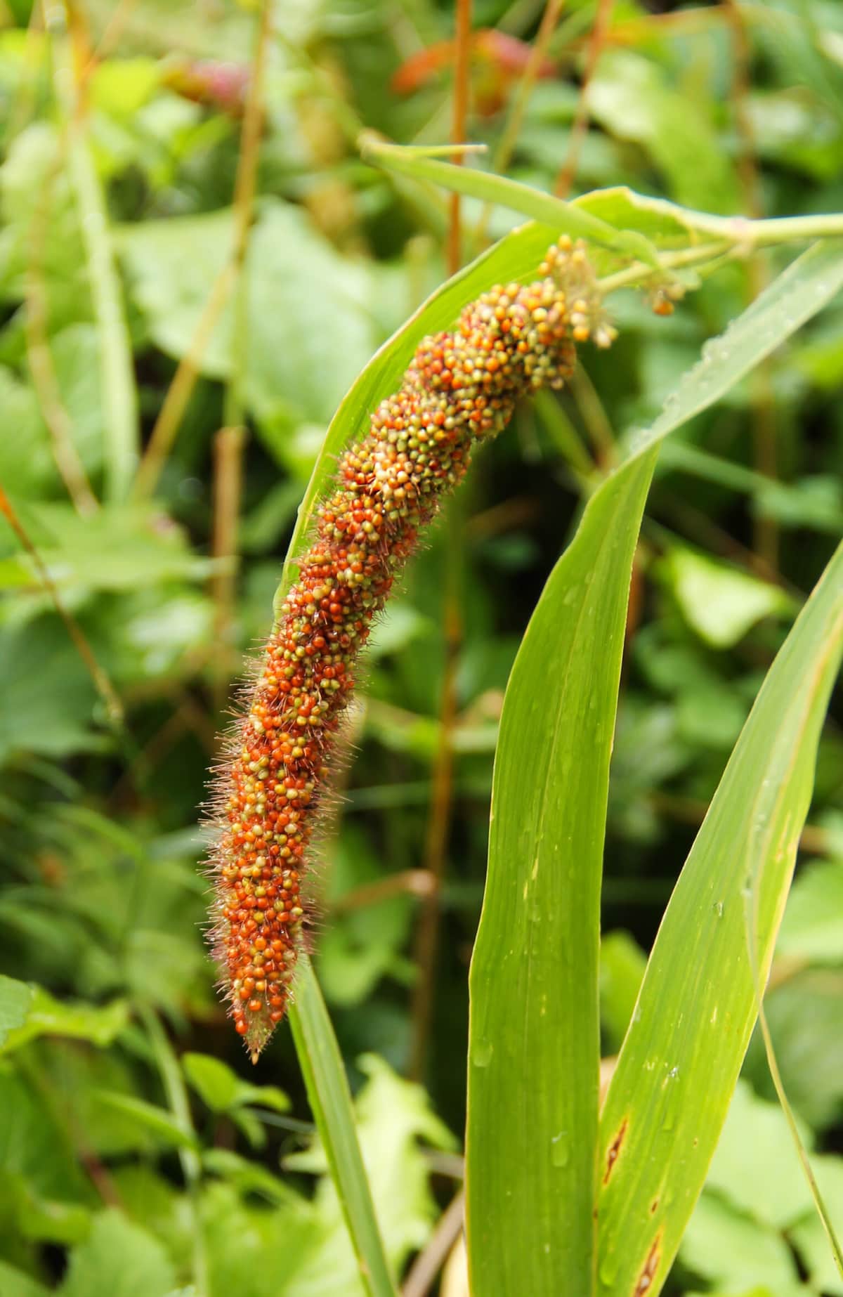 Foxtail Millet Benefits Healthier Steps
