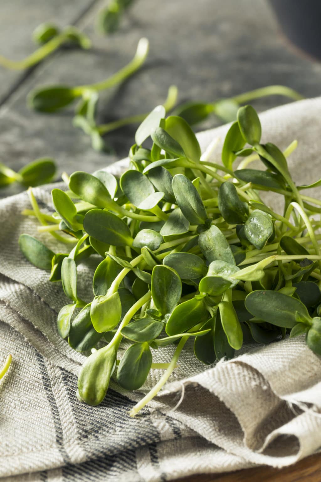 Benefits of Sunflower Sprouts Healthier Steps
