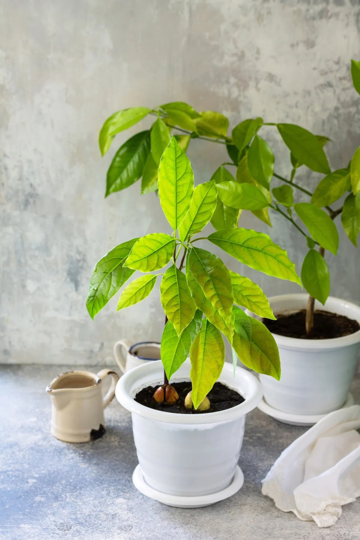 Avocado Leaves Turning Brown? Healthier Steps