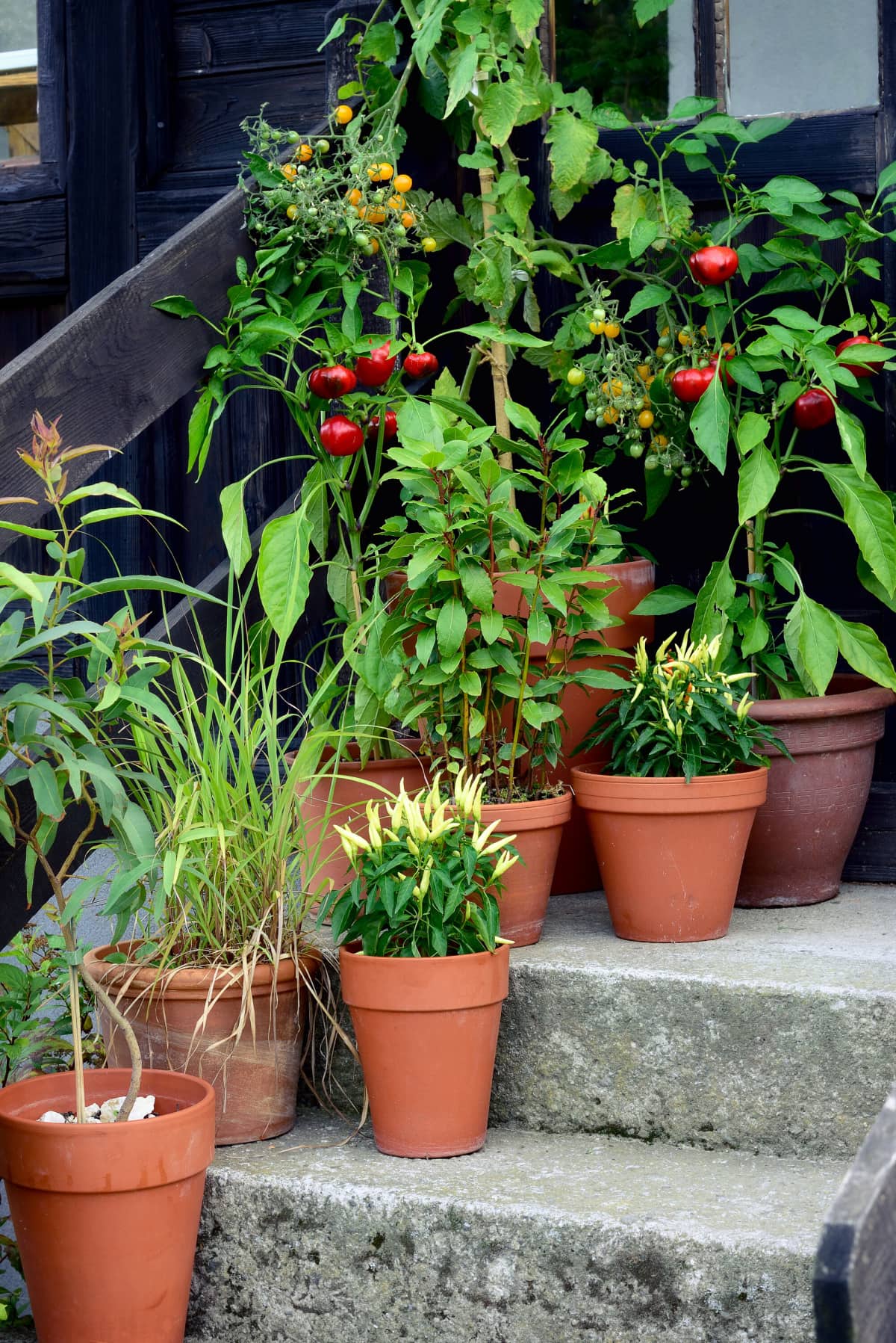 Best Vegetables To Grow in Pots Healthier Steps