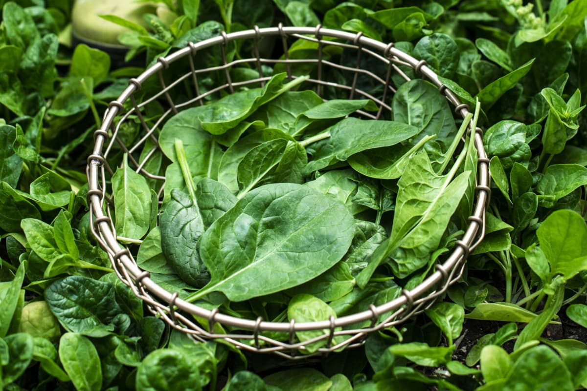 Details more than 79 spinach for hair best in.eteachers