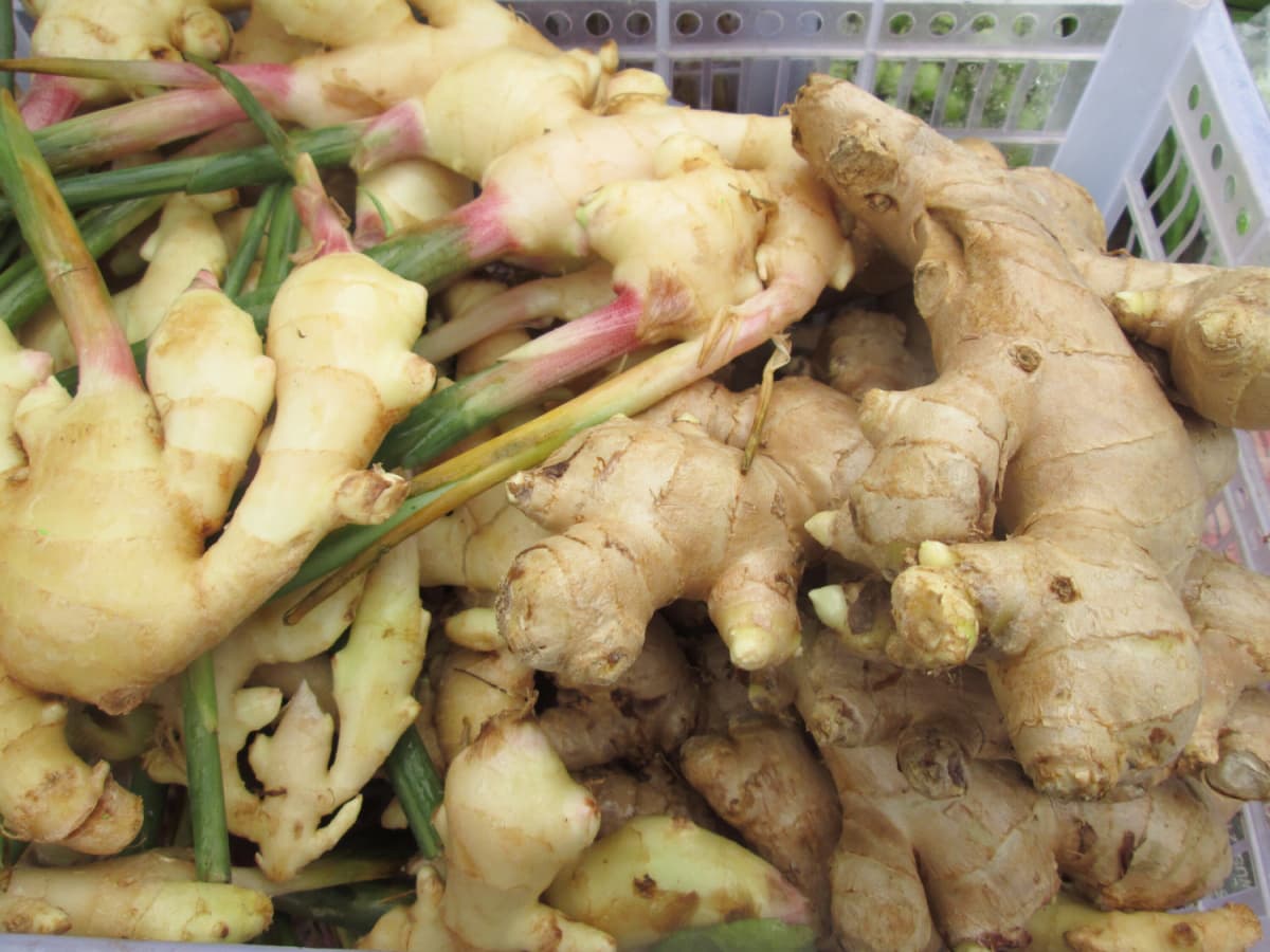 Galangal vs. Ginger Healthier Steps