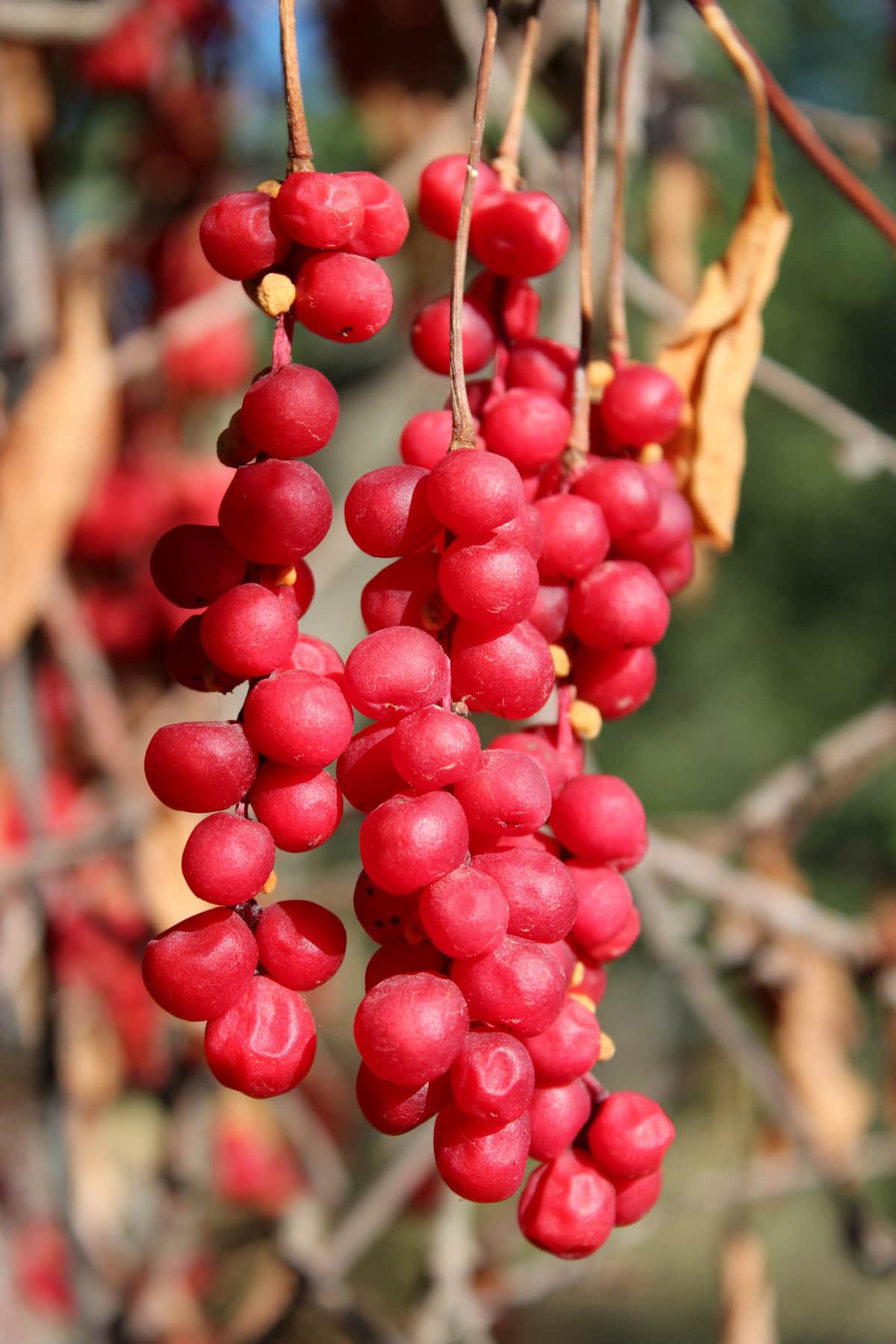 12 Schisandra Benefits Healthier Steps