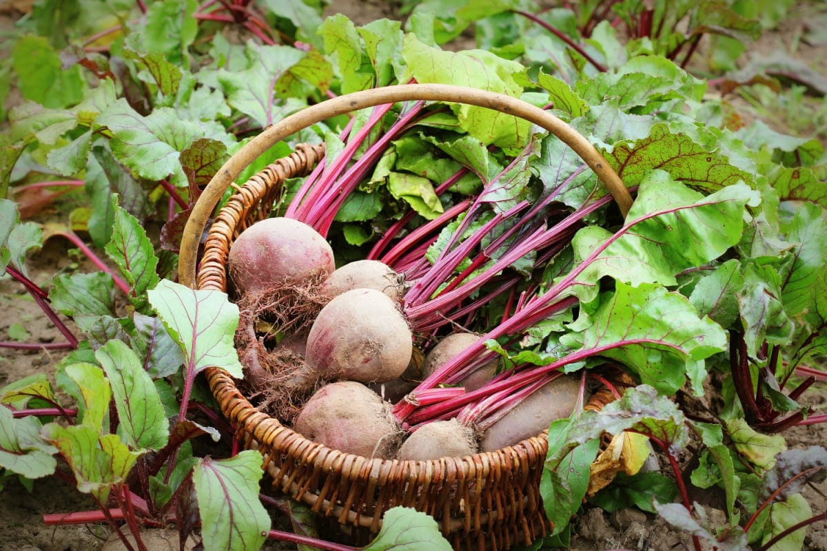 Does Beet Juice Lower Blood Pressure? Healthier Steps