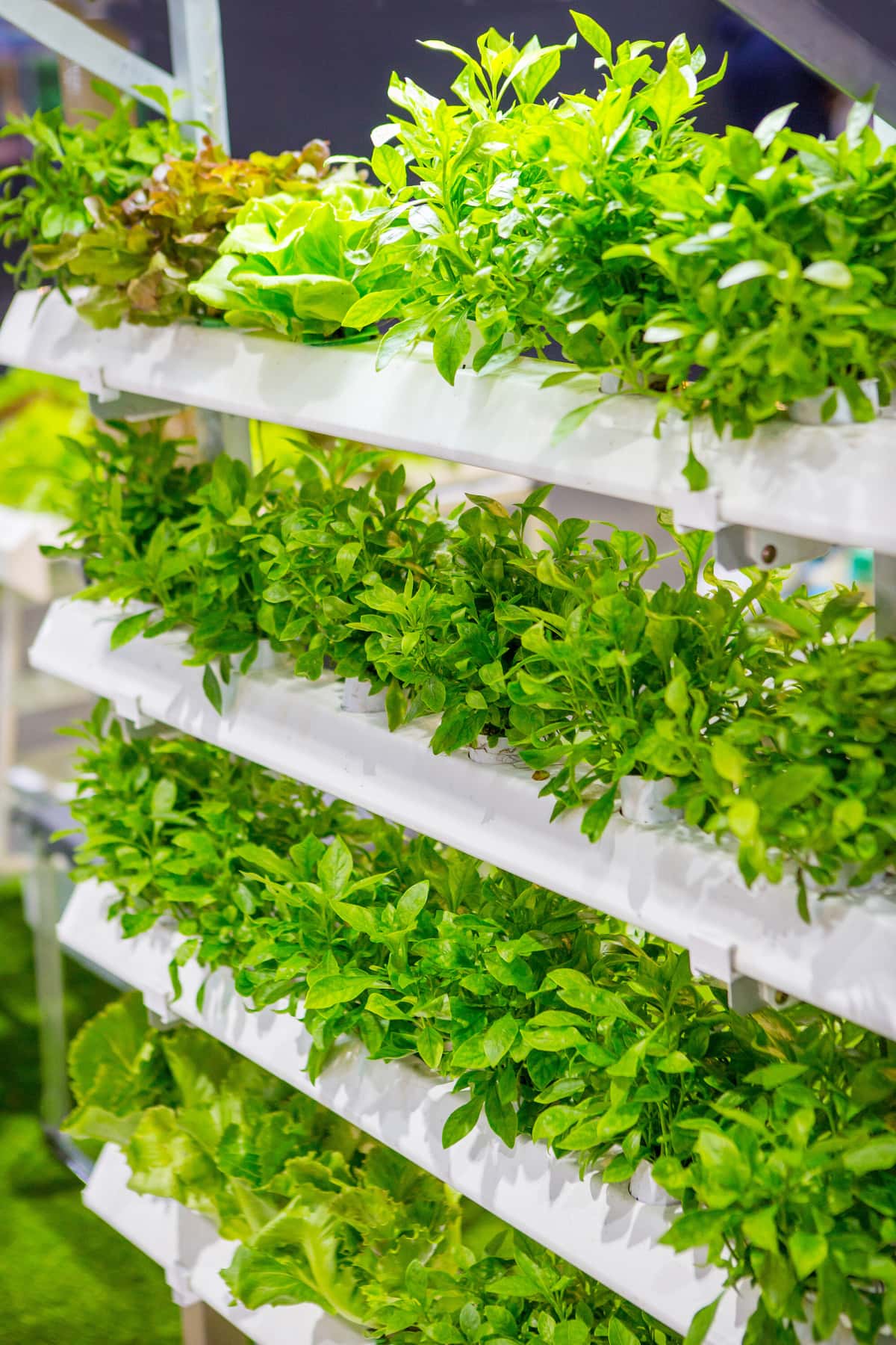 Best Hydroponic Vegetables Healthier Steps