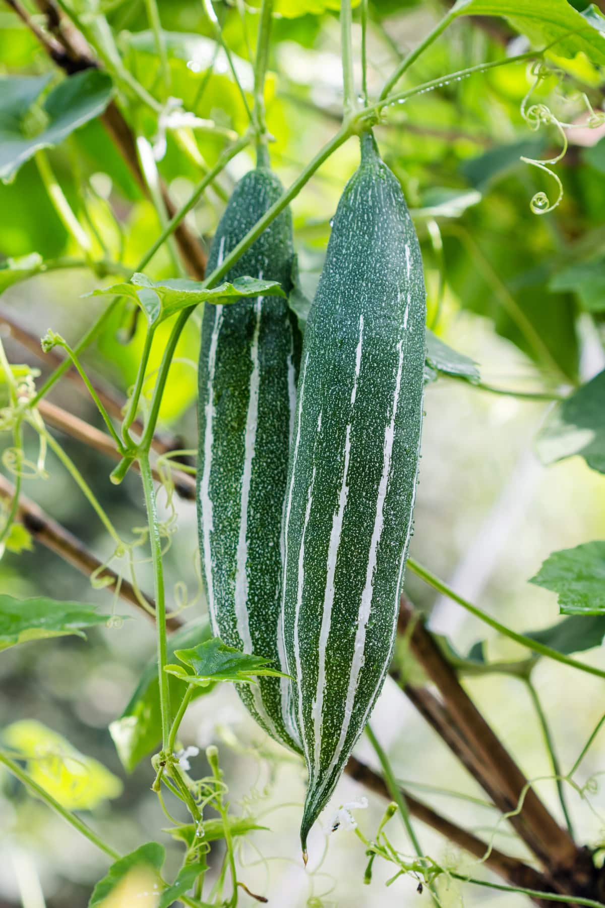What Is the Snake Gourd? Healthier Steps