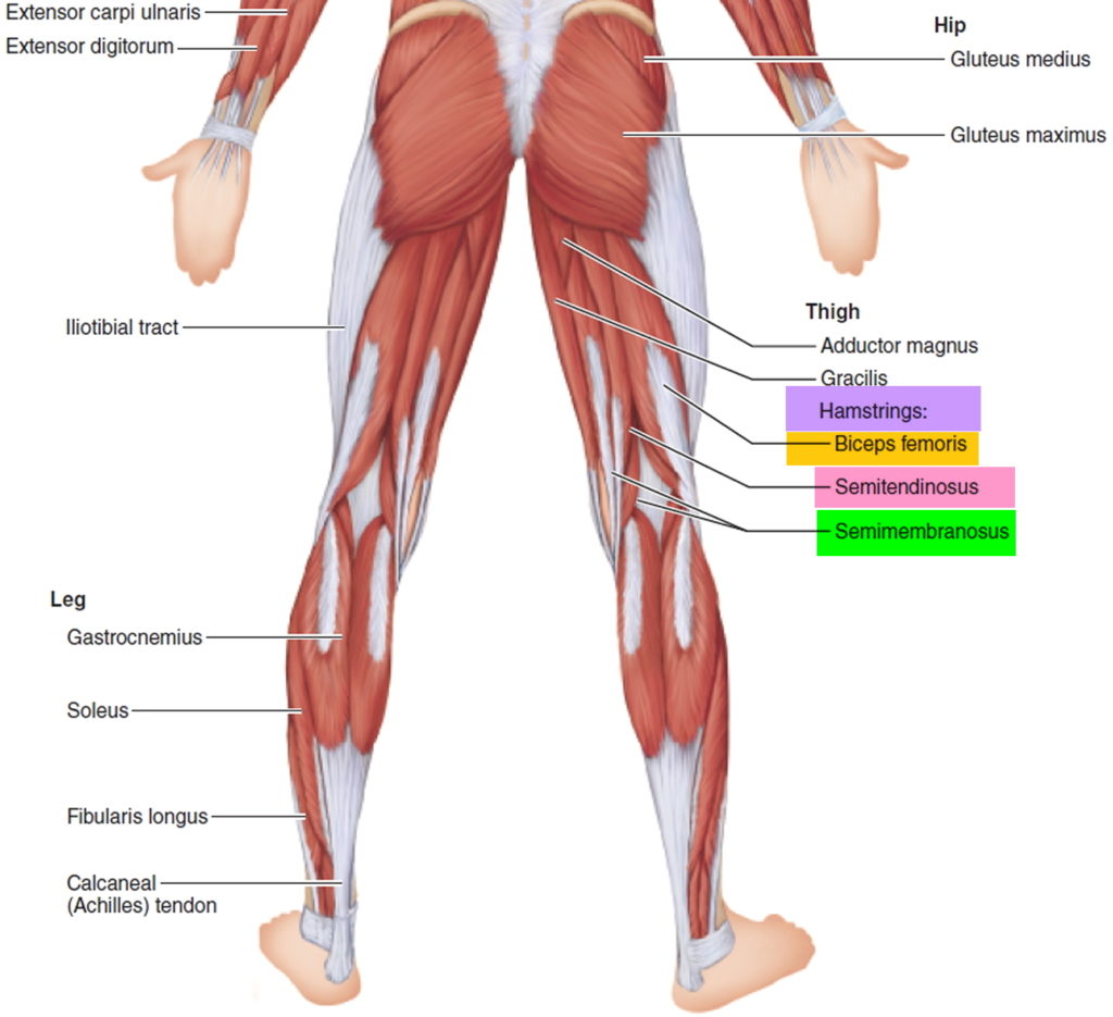 Hamstring Injury Causes, Symptoms, Recovery Time & Treatment