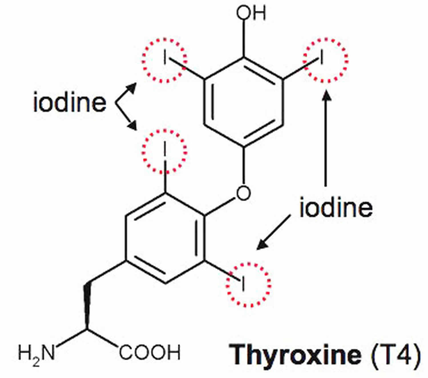 Thyroxine T4 function, thyroxine test, levels and thyroxine medication