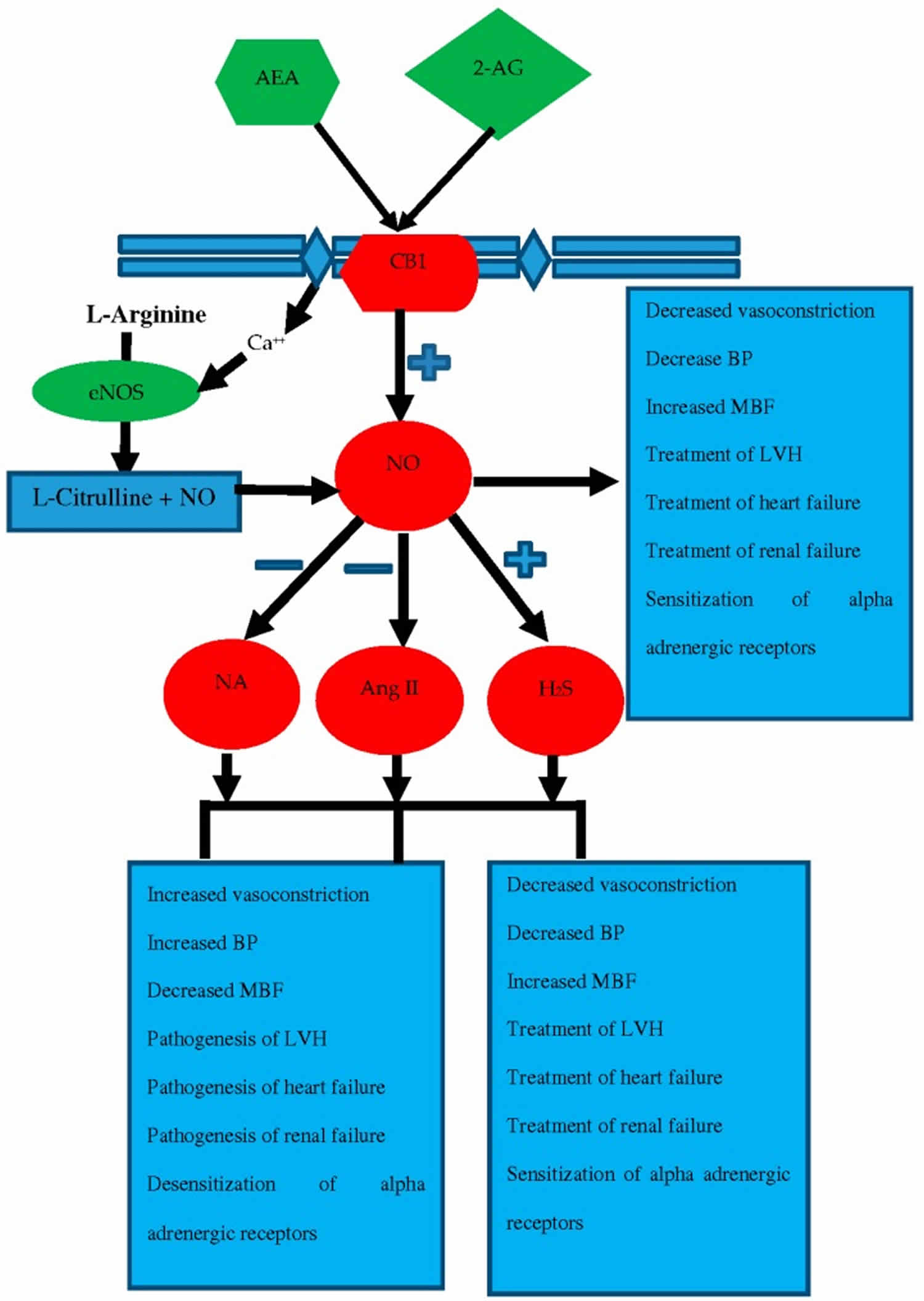 Nitric oxide, what does nitric oxide do? Nitric oxide