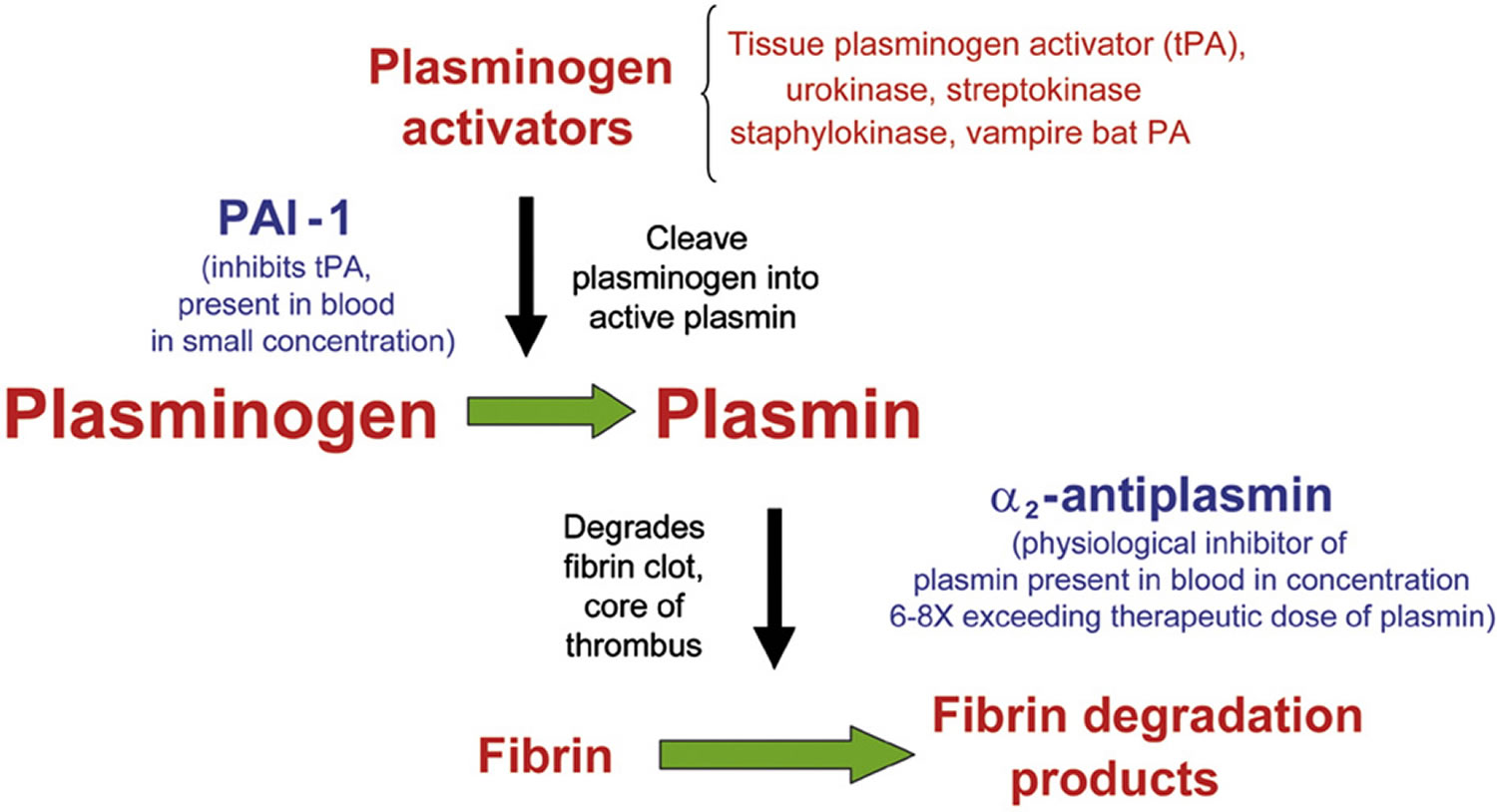 Plasmin, plasmin function, plasmin inhibitor & plasmin activator