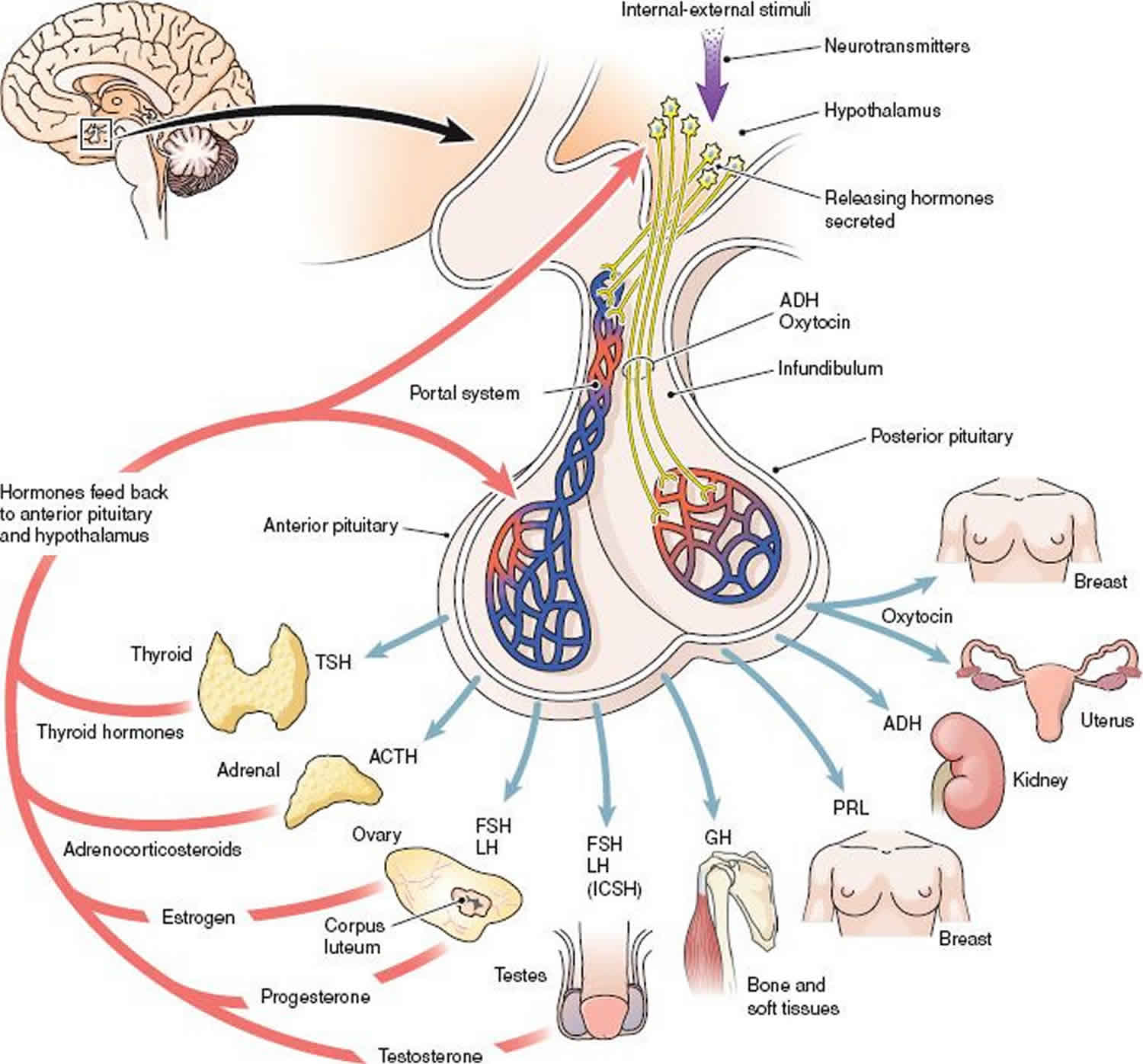 Panhypopituitarism causes, symptoms, diagnosis & treatment
