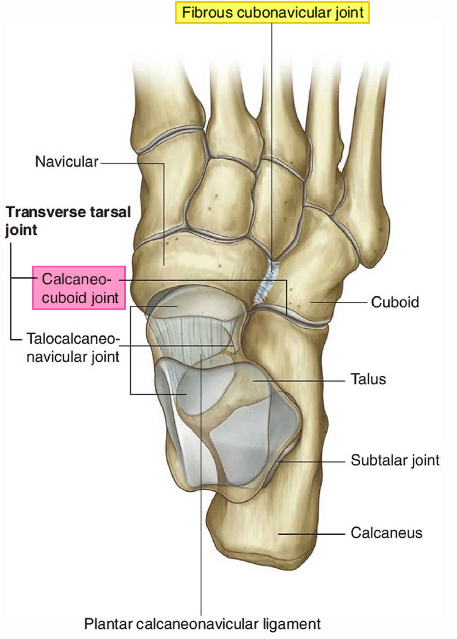 Cuboid syndrome causes, symptoms, diagnosis & treatment