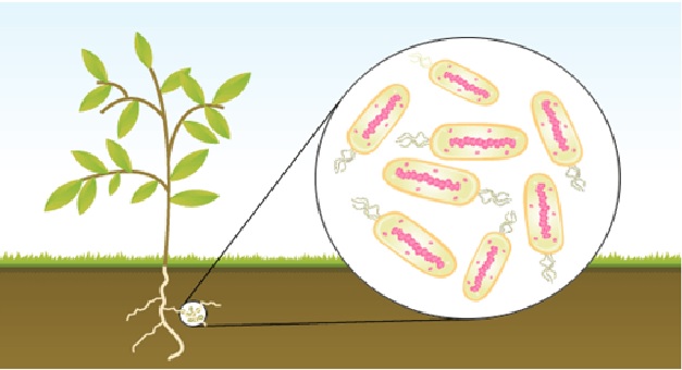 Ecosystem analysis Benefits of Biological Nitrogen Fixation in Plants