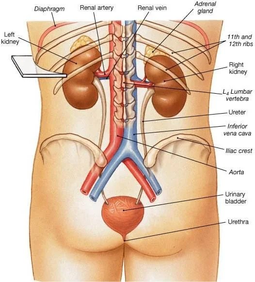Diuresis Definition, Types, Signs, Causes, Treatment, Diagnosis