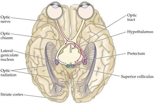 Scotoma What Is, Definition, Causes, Test, Treatment, Pathogenesis