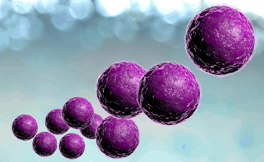 Staph Infections Symptoms and Causes Healthtian