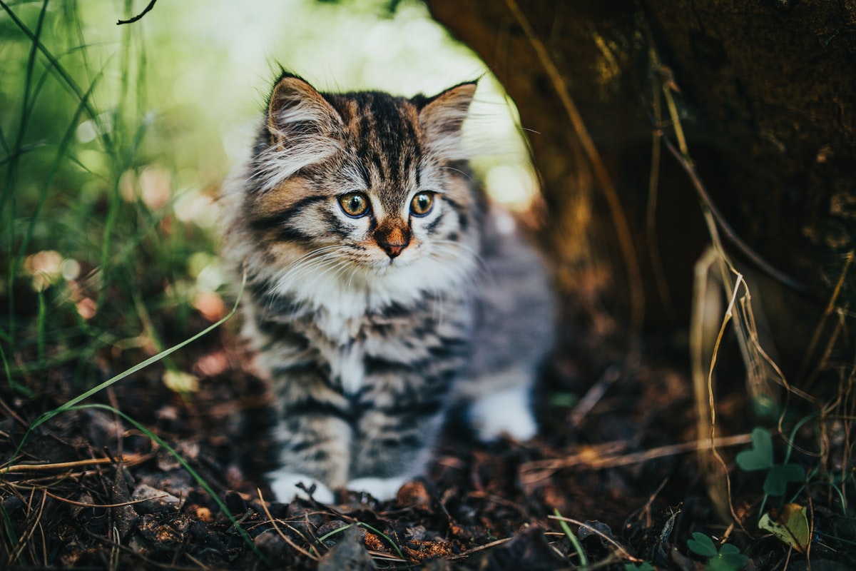When Do Kittens Cats? Healthy Cat Guide