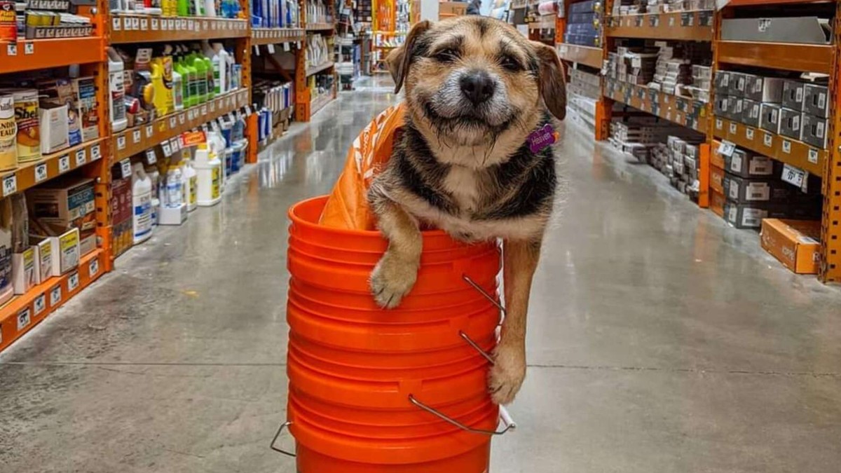 Dog earns Home Depot apron for giving 'excellent customer service