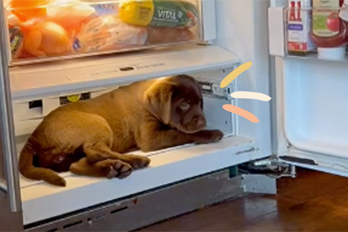 Puppy Realizes The Refrigerator Can Help Him Beat The Heat [Video