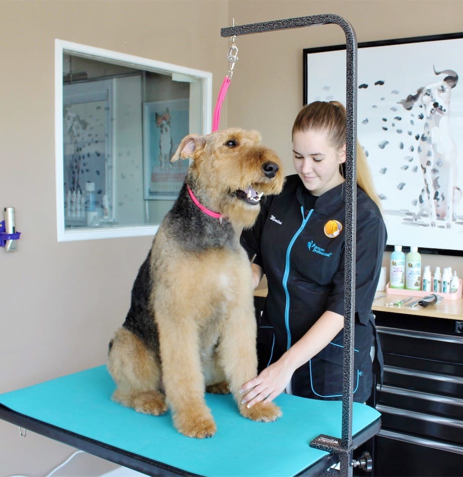 The Benefits of Hiring a Dog Groomer