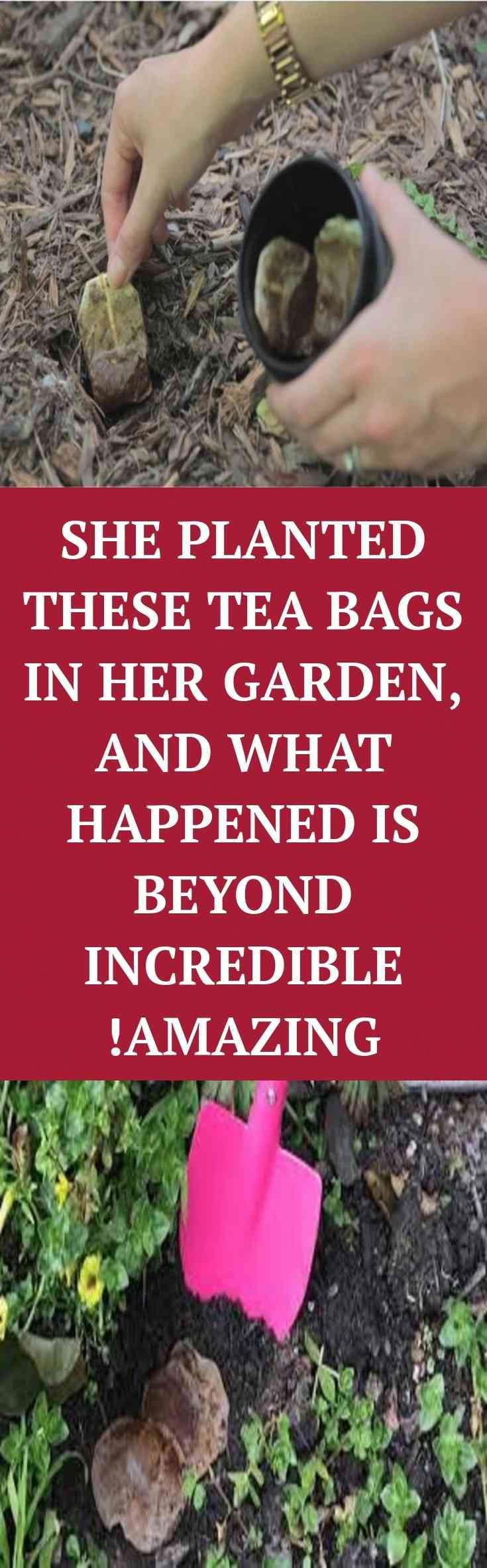She Planted These Tea Bags In Her Garden, and What Happened Is Beyond Incredible Healthy