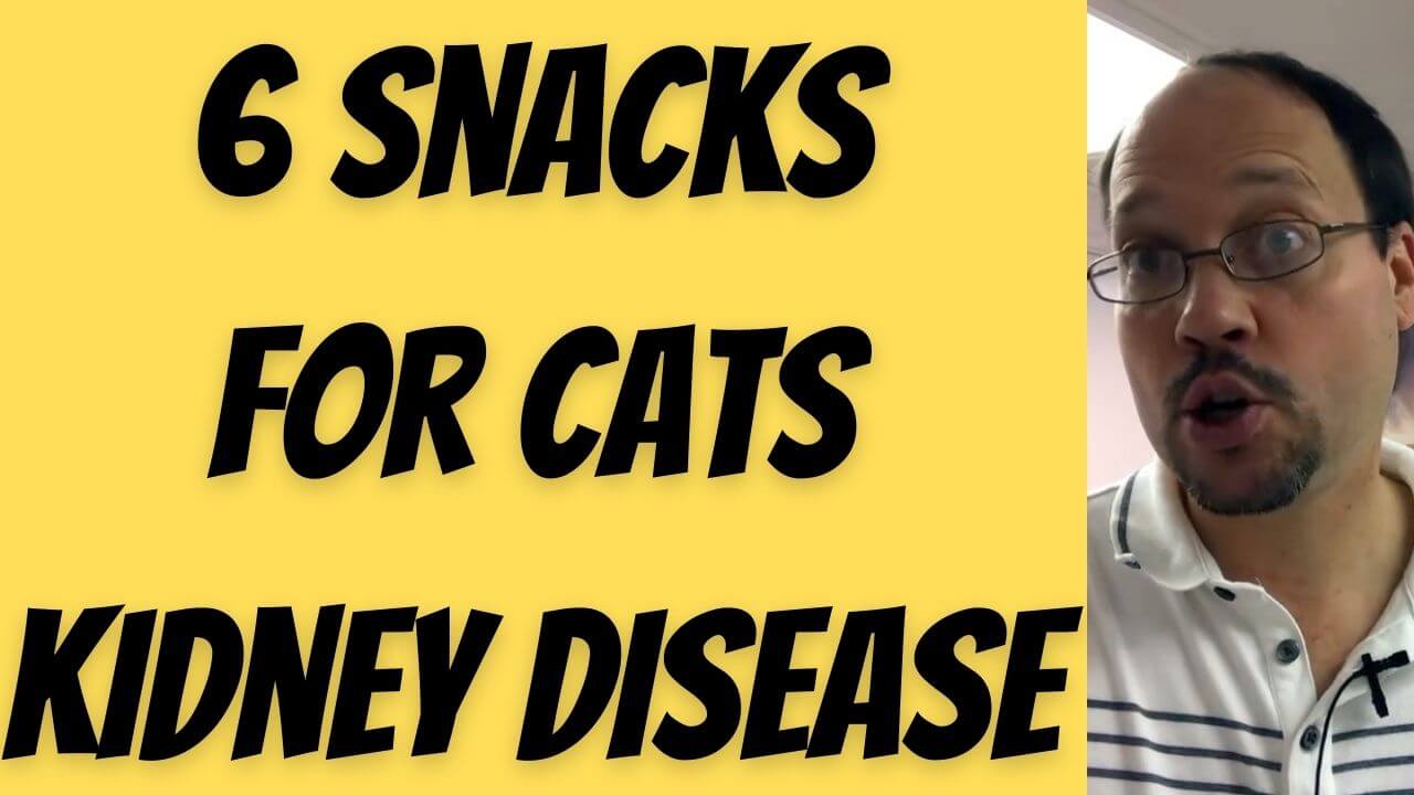 Top Snacks For Cats With Kidney Disease Safe & KidneyFriendly