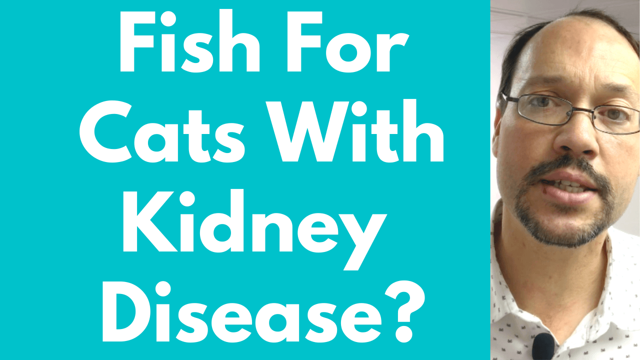 Is Fish Good for Cats with Kidney Disease?Fish Oil for Cats with CKD?