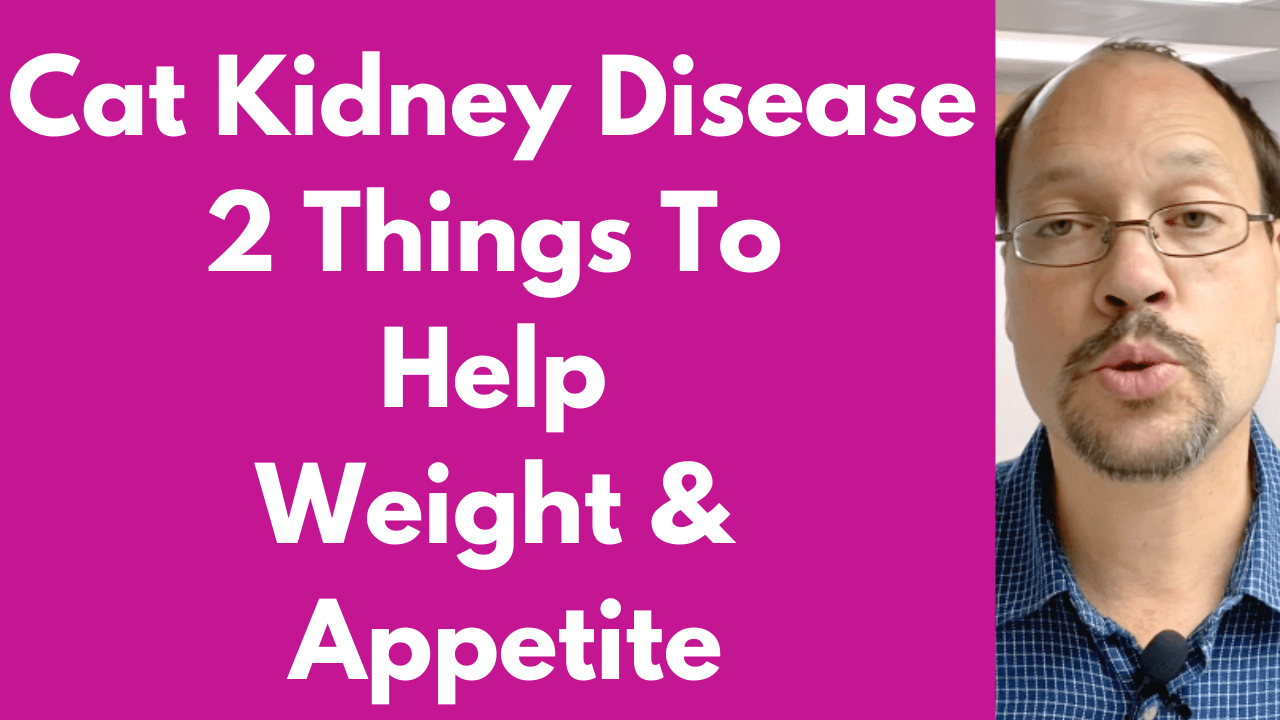 Cat Kidney Disease Help Cats With Appetite and Gut Health