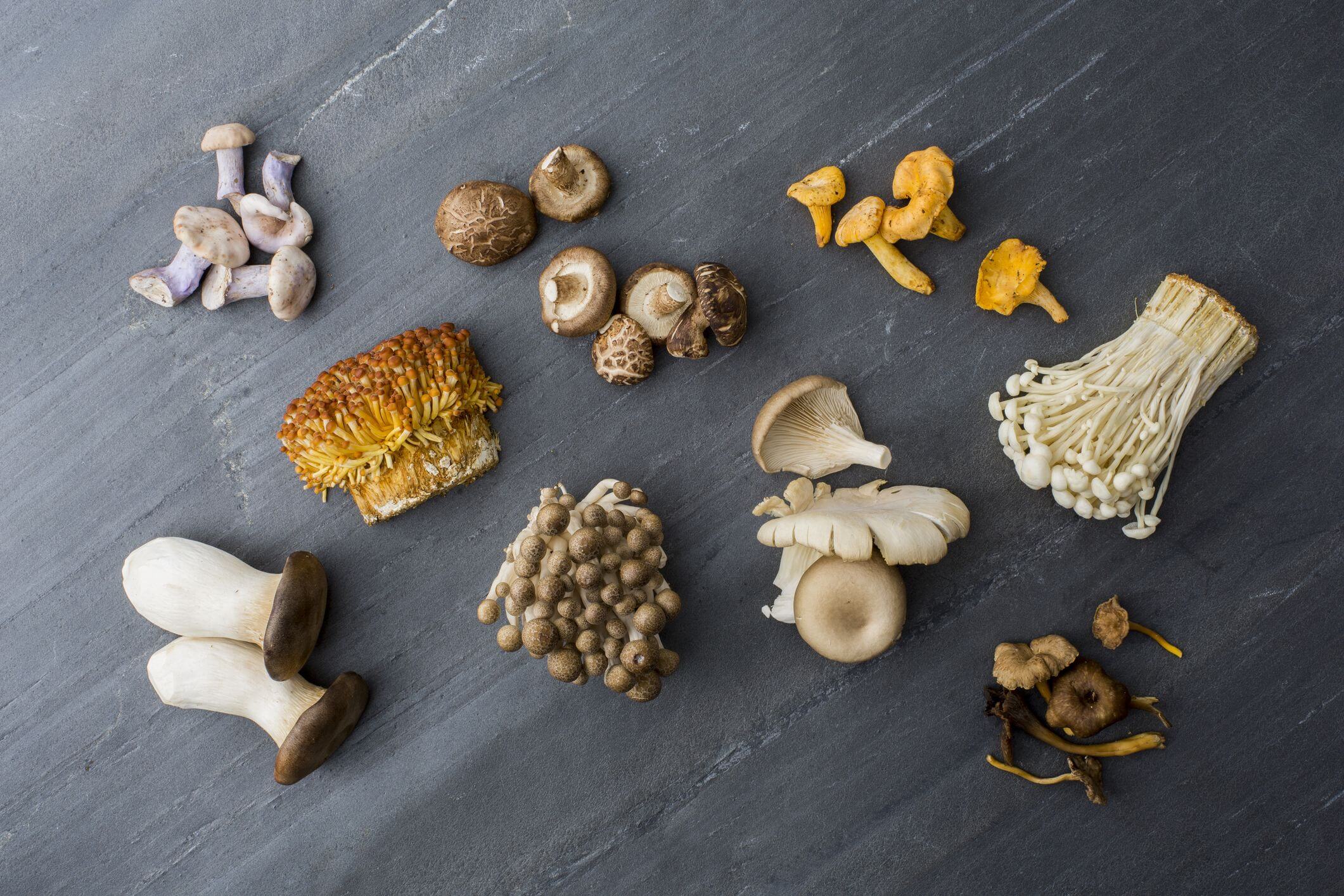 Mushrooms for Kidney Disease Exploring the Natural Path to Kidney