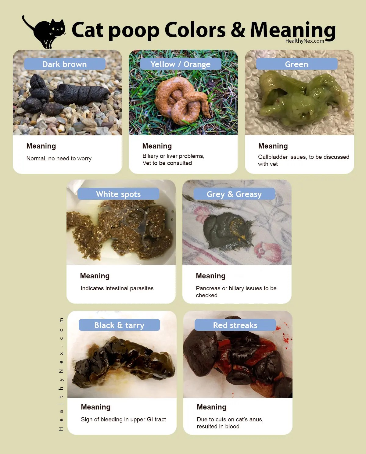 Cat Poop Chart