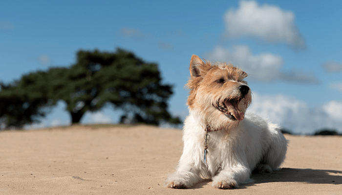 ozone therapy for dogs near me