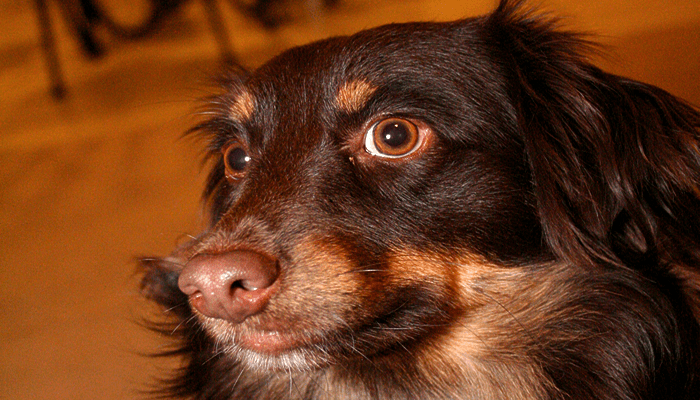 my dog has a swollen nose