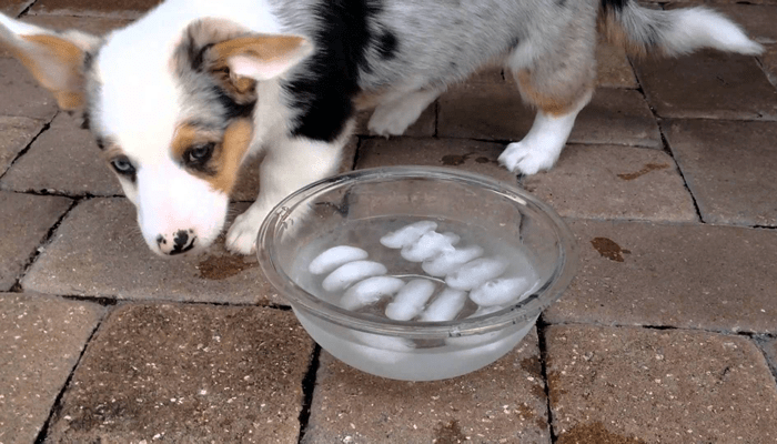 Is it okay to give my dogs ice cubes or put ice cubes in their water? I