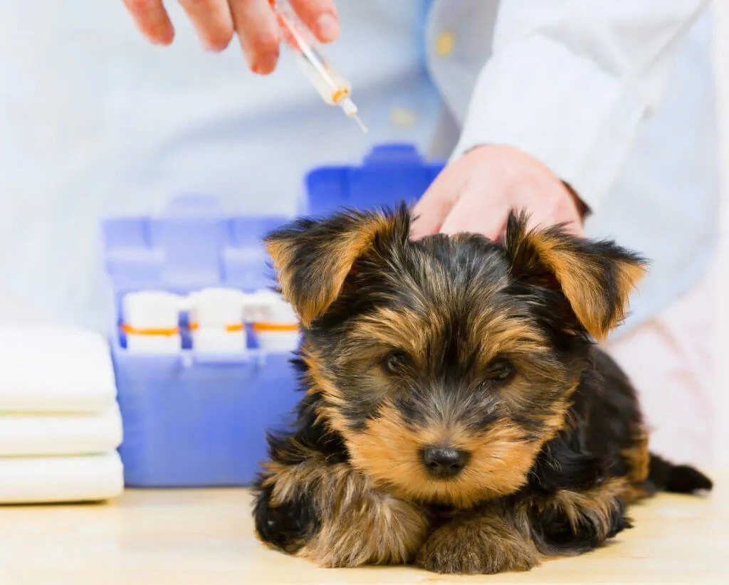 Pet Preventative Care In Boca Raton, FL 33496 Healthy Pets Veterinary